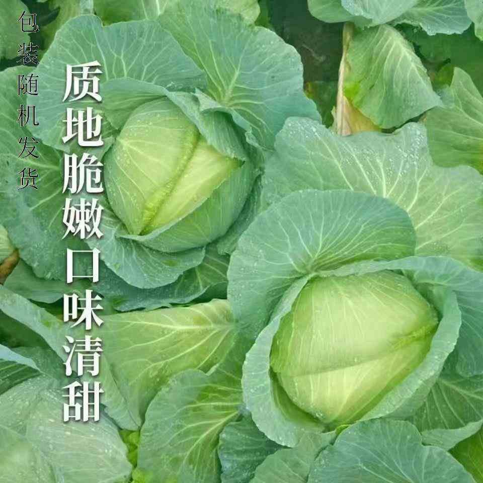 四季播种水果甘蓝种包菜莲花白高产种子蔬菜种子种籽农家卷心菜子 - 图2