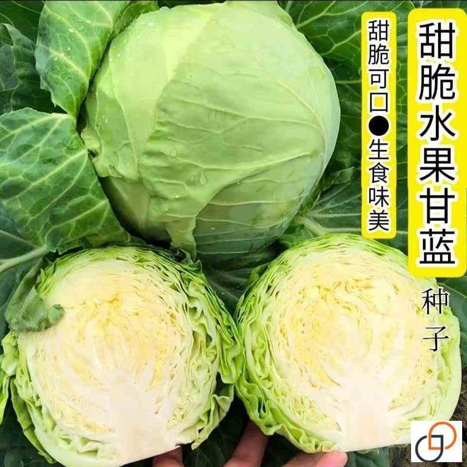 四季播种水果甘蓝种子莲花白种籽卷心菜包菜甘蓝种籽耐热耐高温 - 图1