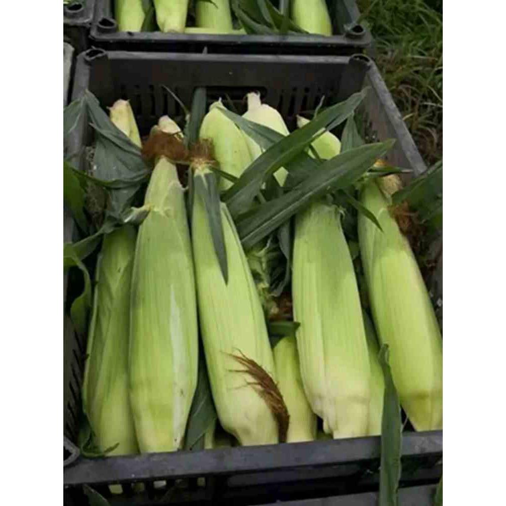 白甜糯玉米种子高产糯玉米播白种子四季转基因农家糯玉米超甜加非 - 图3