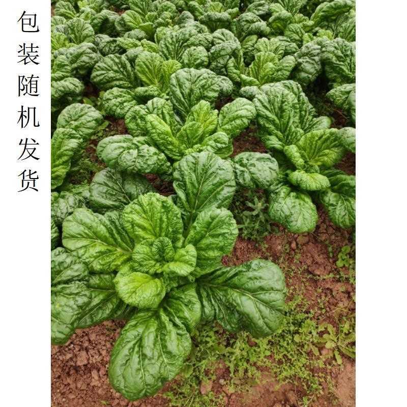 金华三月青种籽大落汤青芥菜种子梅干菜3月油菜种蔬菜青菜仙菜孑-图0