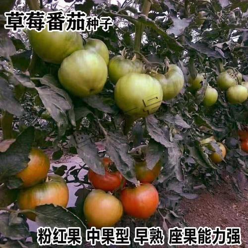 番茄种子草莓铁皮沙瓤绿腚大西红柿子蔬菜阳台四季春季种籽孑大全