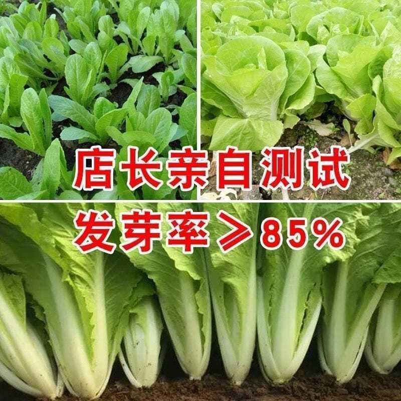 成熟20一送天二四买季速生抗病耐热耐湿小白菜种子快菜种子蔬菜种 - 图2