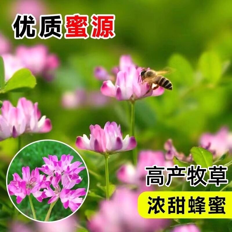 紫云英种子红花草种子食用野菜种籽蜜源固氮果园绿肥四季牧草种子,淘宝优惠券,粉丝福利购,淘宝优惠卷