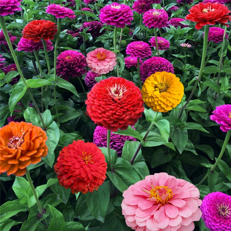 百日草种子春播四季开花易种波斯菊花苗矮杆盆栽道路庭院室外阳台 - 图0