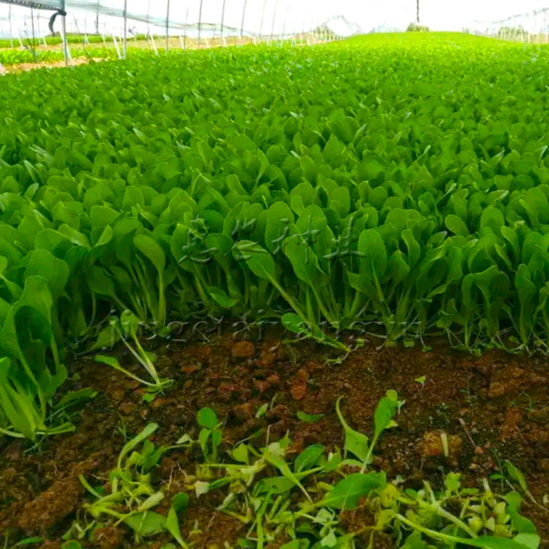 青菜种籽油菜易种鸡毛菜夏天秋季蔬菜种子大全四季种孑小白菜籽-图0