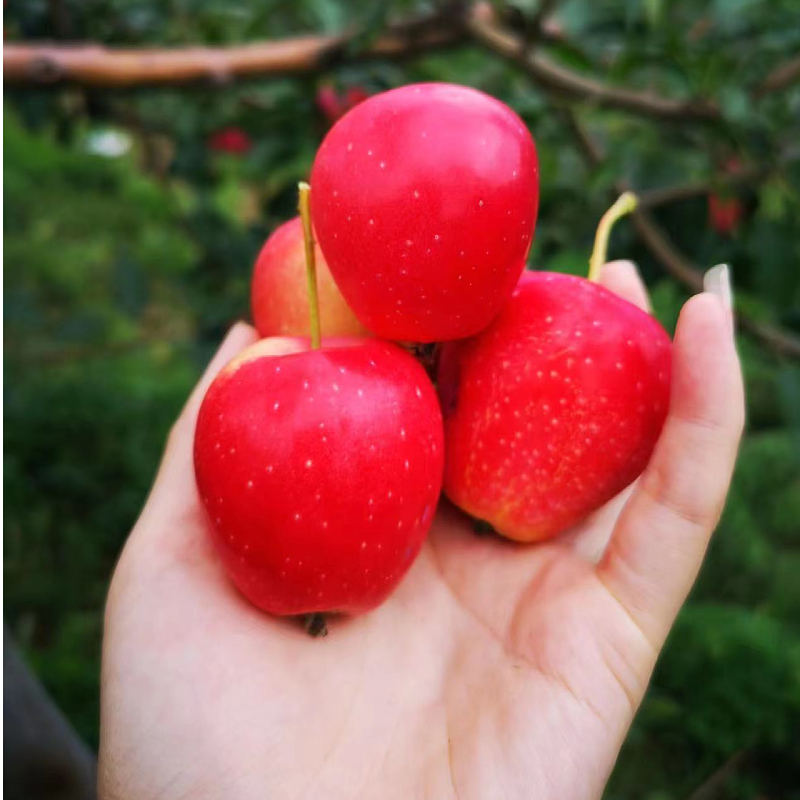 鸡心果苗 东北耐寒锦绣海棠果盆栽苗家庭庭院种植果树当年结果 - 图0