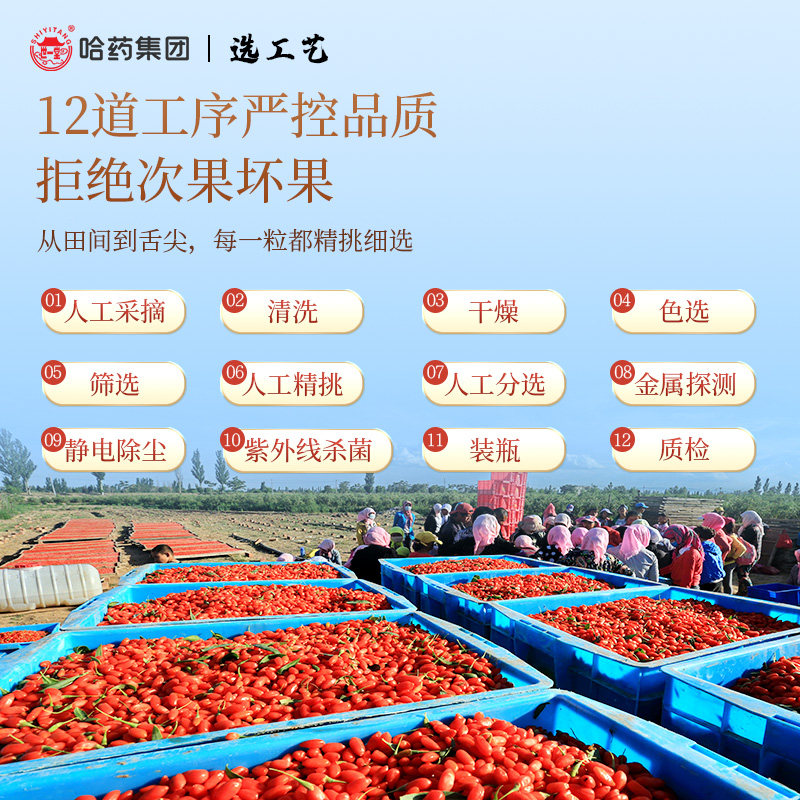 哈药宁夏大颗粒258g非特级枸杞子 世一堂枸杞