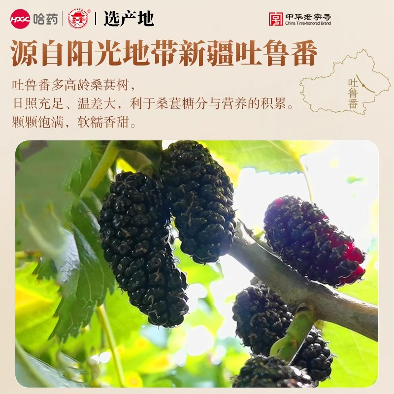 哈药新疆大颗粒黑桑葚富含花青素干果春泡茶酒男肾女美药材搭黄芪