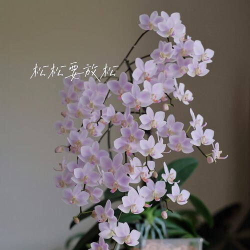 港谷兰业2号链接大花型蝴蝶兰大杯大苗蝴蝶兰苗基地直发包对版 - 图1
