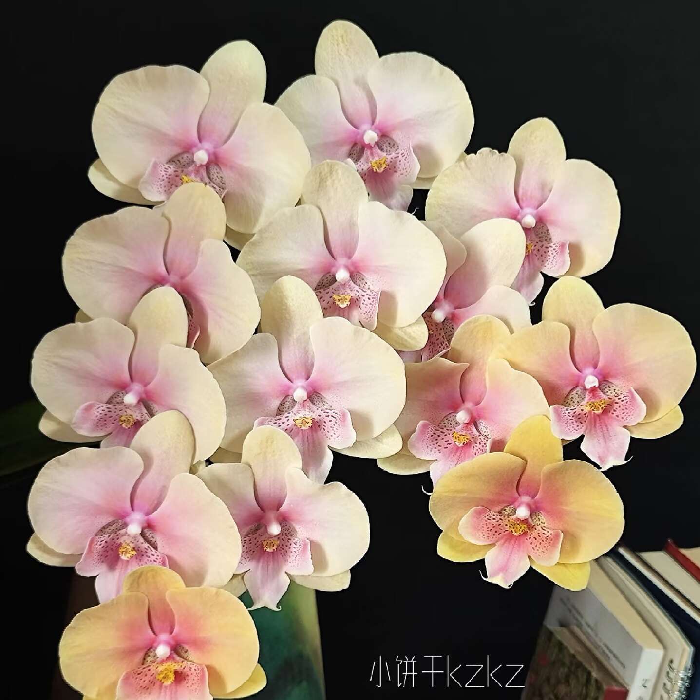 蝴蝶兰【508蜜桃大舌头】3.5寸大杯大苗基地直发包对版,淘宝优惠券,粉丝福利购,淘宝优惠卷