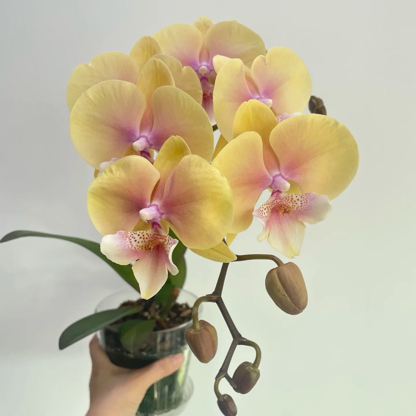 【黄桃之梦】3.5寸大杯大苗  基地直发 包对版 包邮 - 图1