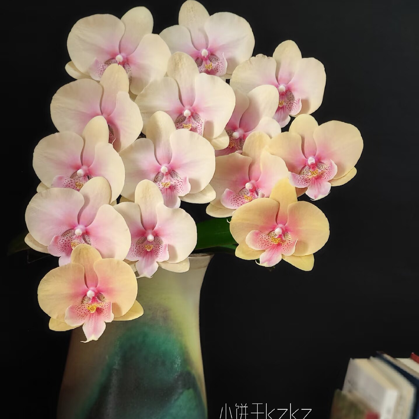 蝴蝶兰【508蜜桃大舌头】3.5寸大杯大苗基地直发包对版,淘宝优惠券,粉丝福利购,淘宝优惠卷