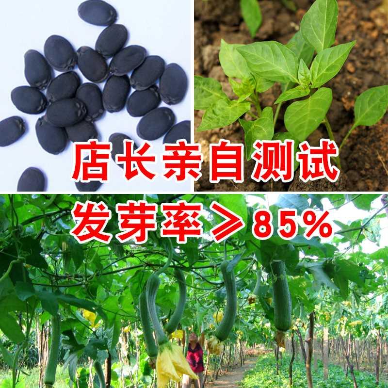 丝瓜蔬菜清香种子大肉籽 特早熟杂交肉厚肥嫩 耐寒耐热 易种植 - 图0