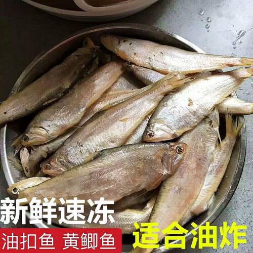 新鲜纯野黄鲫鱼毛扣鱼油扣油炸香煎酥脆实惠海鲜顺丰包邮 - 图1