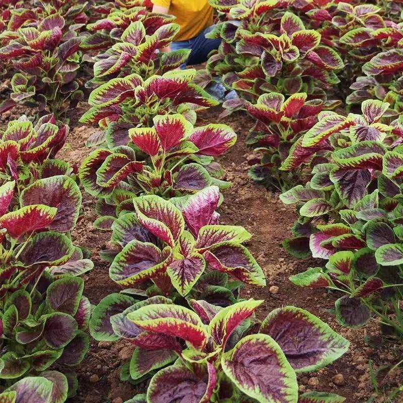 鲜糯红苋菜种子长寿保健圆叶菜四季种籽蔬菜庭院野菜阳台包邮菜花