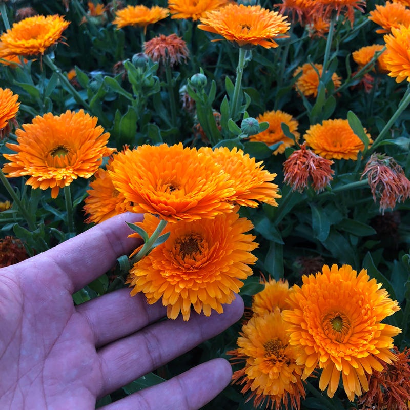 金盏菊种子长青花长生菊庭院花籽花种四季播种开花景观花海种籽子 - 图1