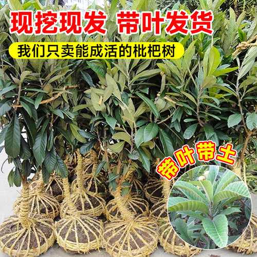 枇杷树苗果苗大果盆栽批把苗树水果树嫁接琵琶当年结果南北方种植 - 图1