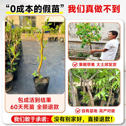 枣树活苗大枣超甜带土球南北方沾化冬枣大树矮化嫁接苗超甜特大号 - 图1