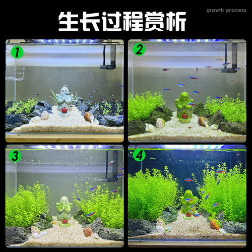 高珍珠草水草杯无菌杯日本高珍珠植物鱼缸造景阴性爬地矮草坪专用 - 图3