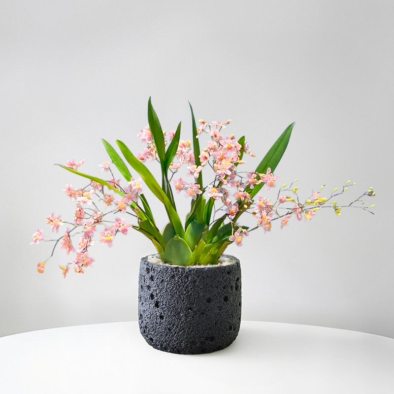 香水文心兰梦香兰盆栽浓香型耐寒带花苞植物年宵花桌面好养兰花卉,淘宝优惠券,粉丝福利购,淘宝优惠卷