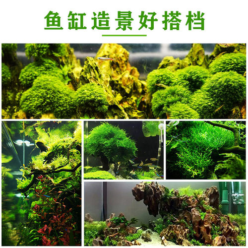 鱼缸大三角莫斯水草慕斯造景水草片散装球沉木垂泪前景草专用生态 - 图2