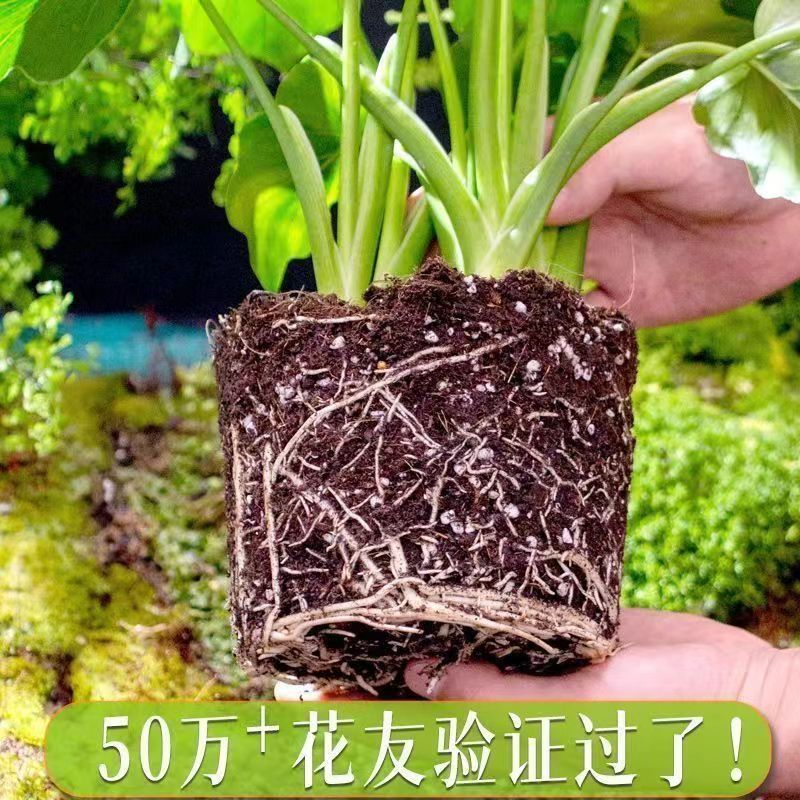 营养土养花专用多肉土通用型肥料种菜泥土种花土壤家用种植土花土 - 图1