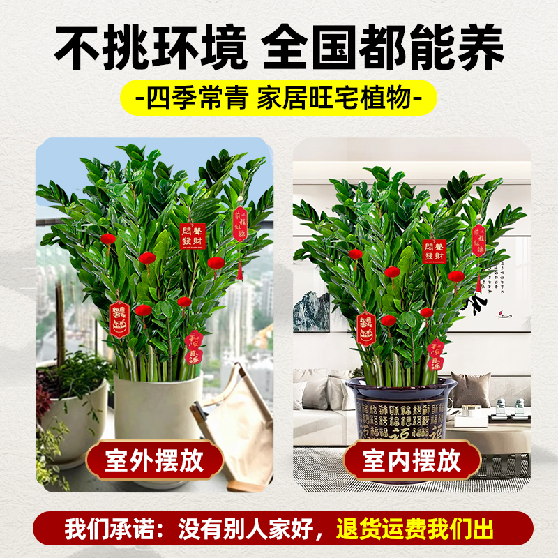 大型绿植金钱树盆栽客厅旺宅树发财树乔迁摆件真花植物摆放新居 - 图0