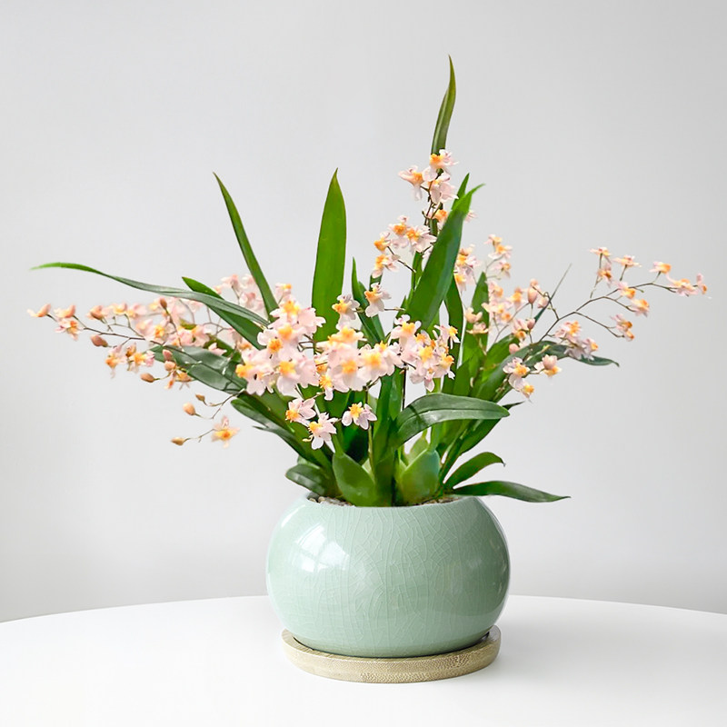 香水文心兰梦香兰盆栽浓香型耐寒带花苞植物年宵花桌面好养兰花卉,淘宝优惠券,粉丝福利购,淘宝优惠卷