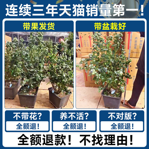 蓝莓树果苗盆栽蓝梅树苗带大果草莓室内耐寒南北方车厘子四季结果 - 图2