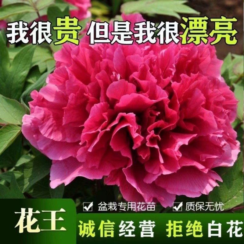 洛阳牡丹花苗盆栽重瓣四季开花带花苞鲜花绿植牡丹花树苗客厅直发-图2