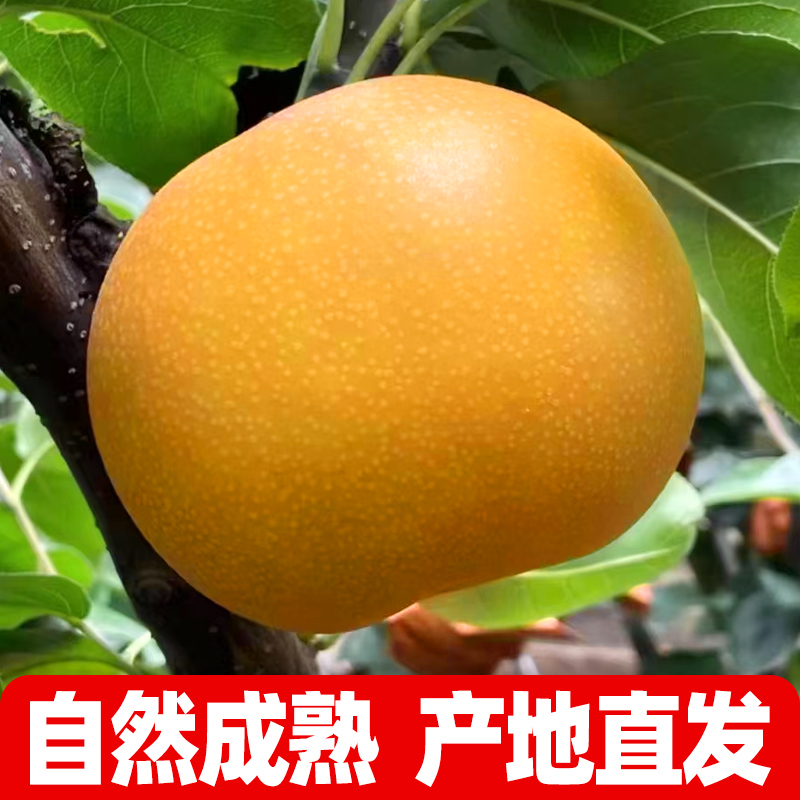 正宗山东青岛莱阳秋月梨新鲜水果当季冰糖雪梨子整箱10斤包邮脆甜 - 图0