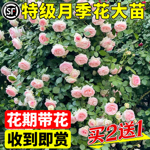 1米8大苗蔷薇花苗藤本月季特大花爬藤植物阳台庭院四季耐寒红木香 - 图2