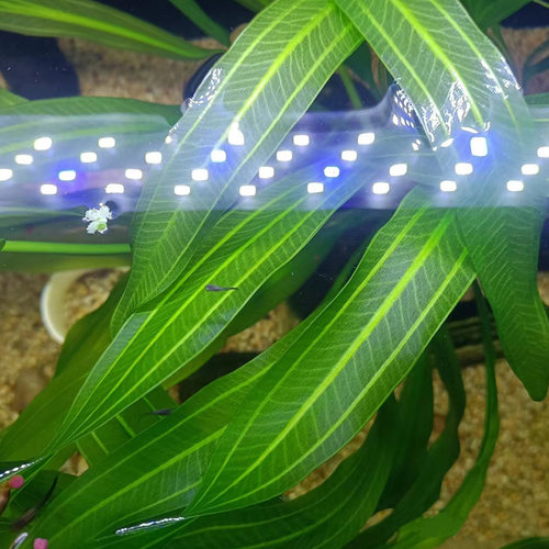 大叶九冠绿皇冠水草迷你九冠红九冠鱼缸造景装饰植物中后景阴性草 - 图0