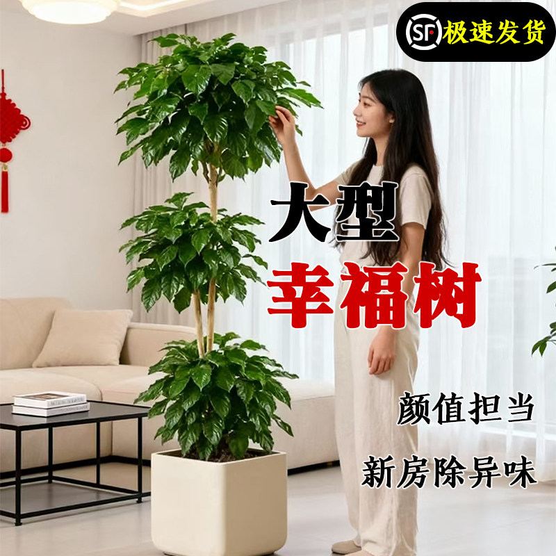 幸福树客厅大盆栽老桩植物高级感室内落地大型绿植盆景好养活专业,淘宝优惠券,粉丝福利购,淘宝优惠卷