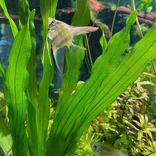 大叶九冠绿皇冠水草迷你九冠红九冠鱼缸造景装饰植物中后景阴性草 - 图3