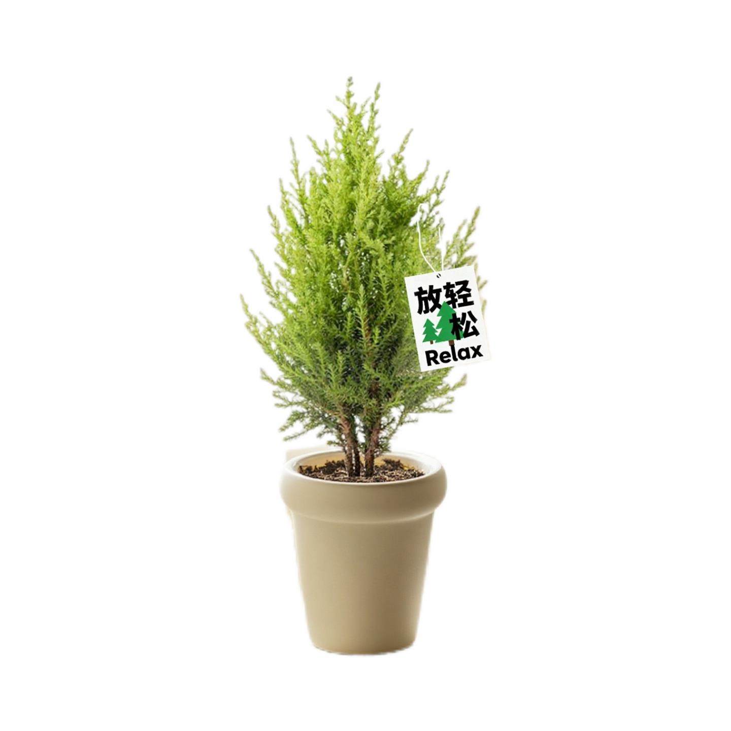 香冠柏小香松盆栽植物四季绿植阳台室内室外好养圣诞树宝塔松树苗,淘宝优惠券,粉丝福利购,淘宝优惠卷