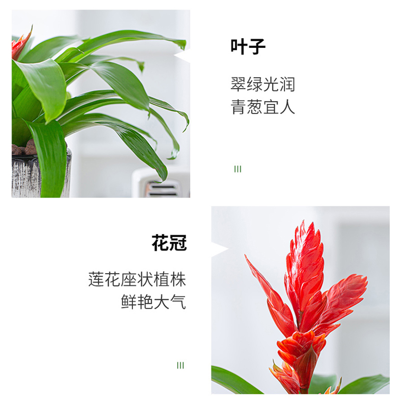 招财手鸿运当头盆栽绿植花卉玉扇室內好养客厅四季开花大盆办公室 - 图2