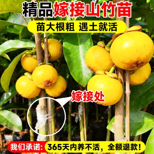 黄金山竹树苗盆栽岭南正宗嫁接无籽果树四季种植耐寒地栽果苗结果 - 图1