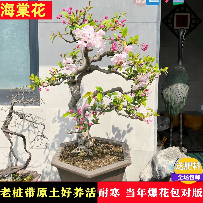 海棠花盆栽树苗大花盆景西府重瓣老桩庭院阳台绿植物室内花卉好养 - 图2