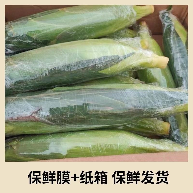 现摘云南金银双色水果玉米新鲜甜玉米嫩玉米新鲜玉米棒9斤包邮D5 - 图2