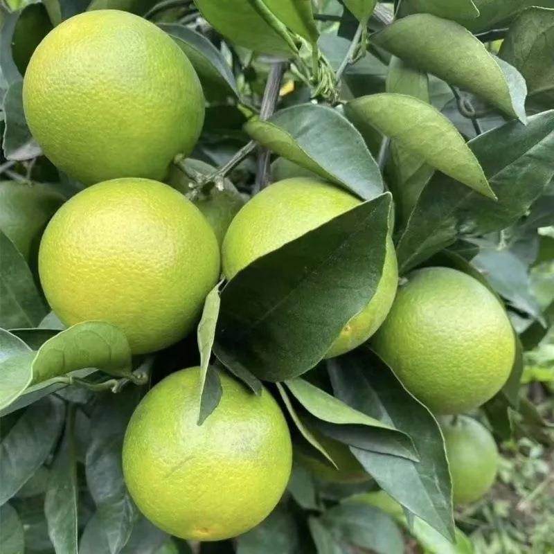 云南冰糖橙产地直发新鲜水果橙子包邮当季冰糖橙,淘宝优惠券,粉丝福利购,淘宝优惠卷