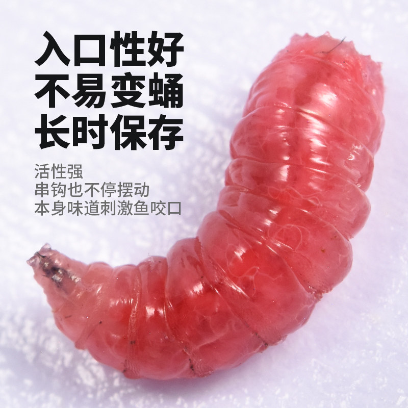 鲜活红蛆虫活饵鱼饵野钓神饵户外野钓饵料溪流河流爆护饵红曲虫,淘宝优惠券,粉丝福利购,淘宝优惠卷