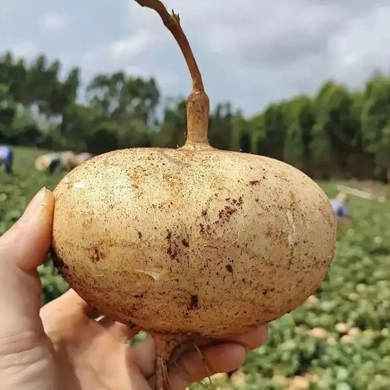 新鲜现挖农家凉薯当季蔬菜5斤白地瓜薯番薯沙葛土地萝卜白心水果-图2