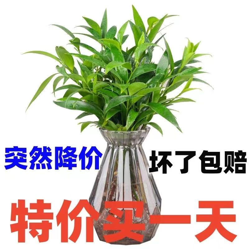 水培驱蚊竹柏水养植物盆栽绿植室内花卉客厅办公桌好养四季常青-图2