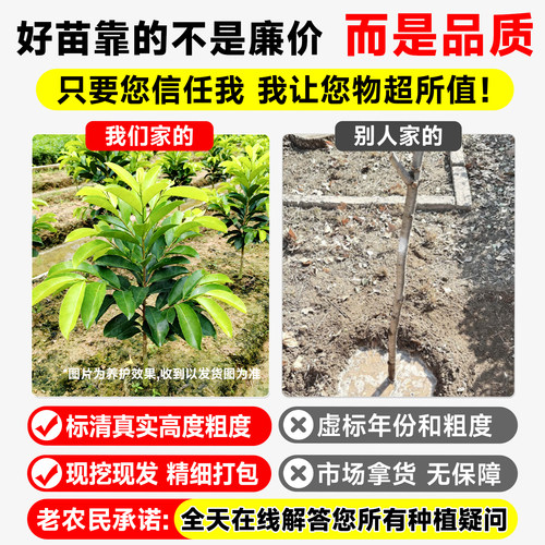 黄金山竹树苗盆栽岭南正宗嫁接无籽果树四季种植耐寒地栽果苗结果 - 图0