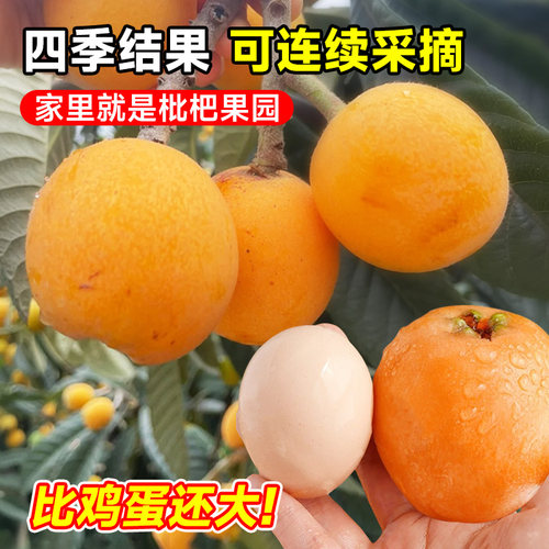 枇杷树苗果苗大果盆栽批把苗树水果树嫁接琵琶当年结果南北方种植 - 图2