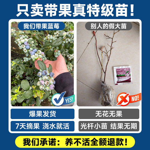 蓝莓树果苗盆栽蓝梅树苗带大果草莓室内耐寒南北方车厘子四季结果 - 图0