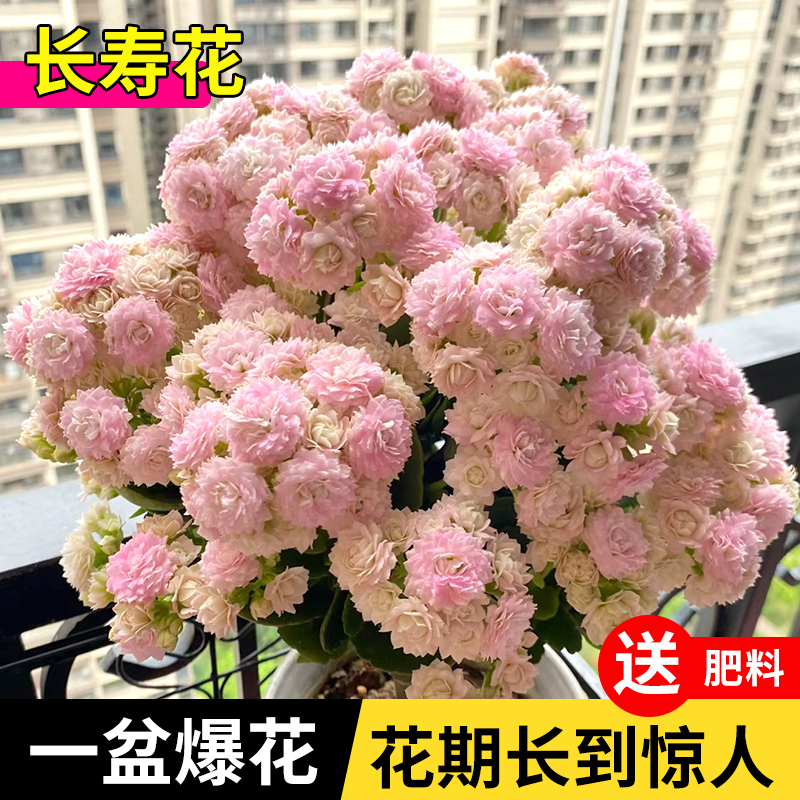 长寿花盆栽重瓣带花苞花苗四季金狐狸大花桌面开花好养活花卉植物 - 图2