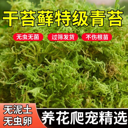 天然干苔藓青苔养花专用兰花铺面花盆铺面苔藓水苔宠物垫材专用土 - 图1
