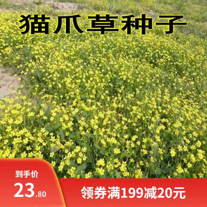 三貓爪草 Top 100件三貓爪草 22年12月更新 Taobao